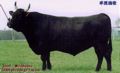 wagyu bull