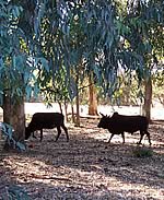 MunchRanch Farm