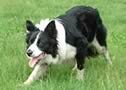 stra Sheepdog Training Centre