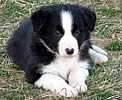 Fairfield Border Collies
