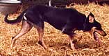 Letnetti Working Kelpie Stud