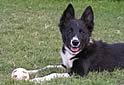 Rapid Fire Border Collies