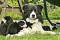 working sheepdog